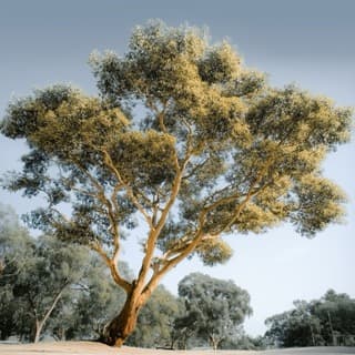 Expert patent attorney services